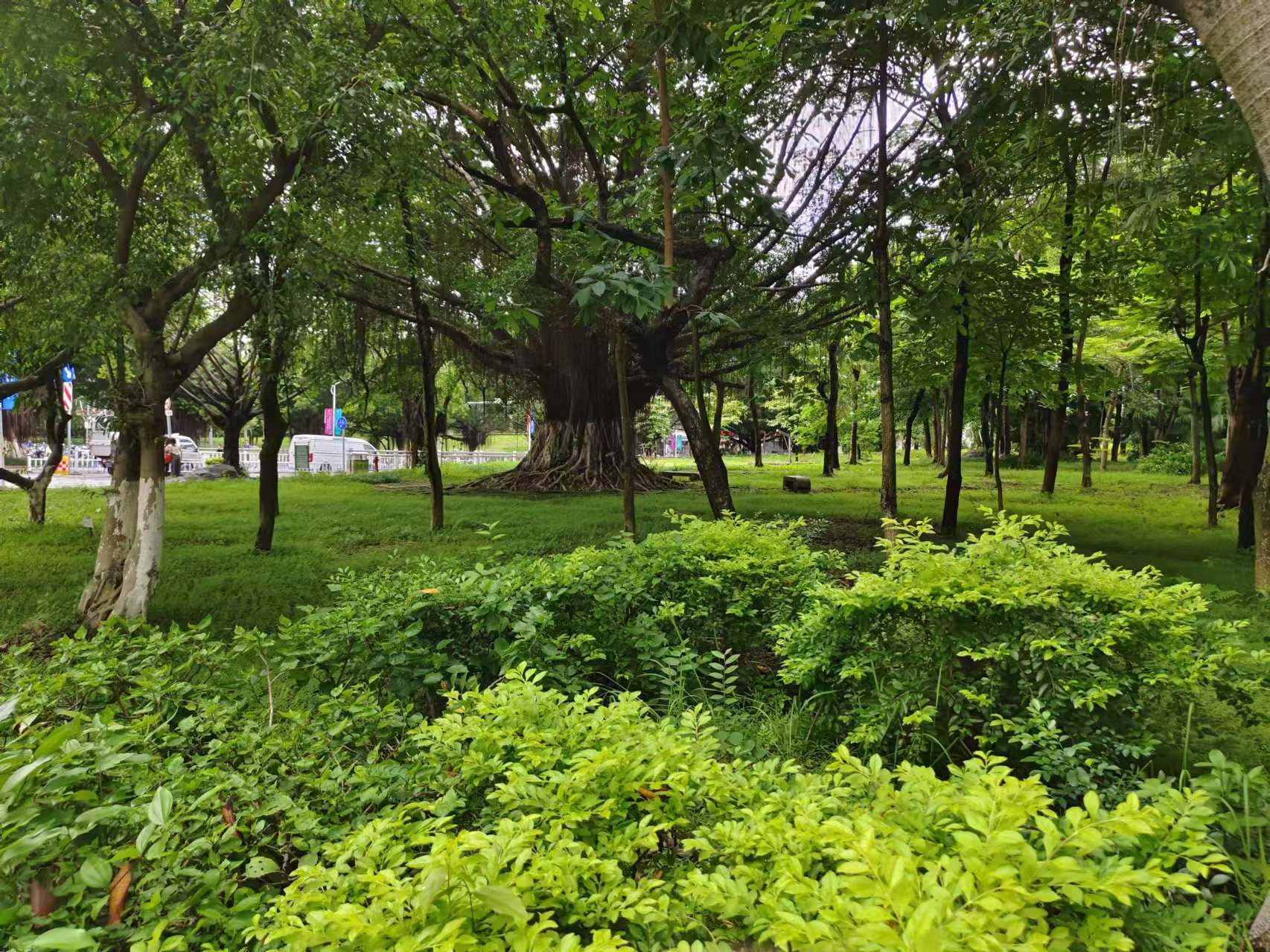 榕樹林.jpg 榕樹林.jpg