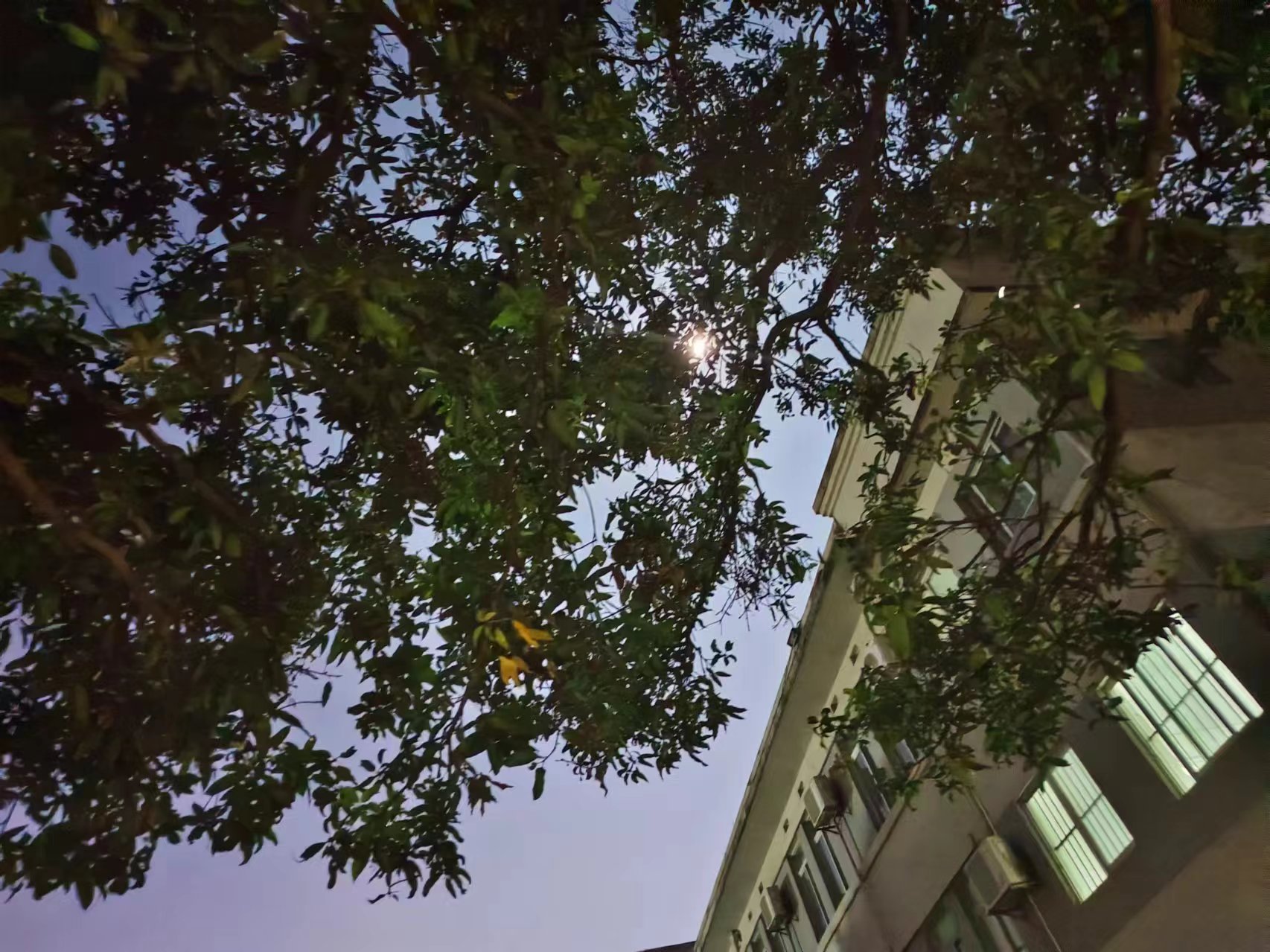 篩月影.jpg 篩月影.jpg